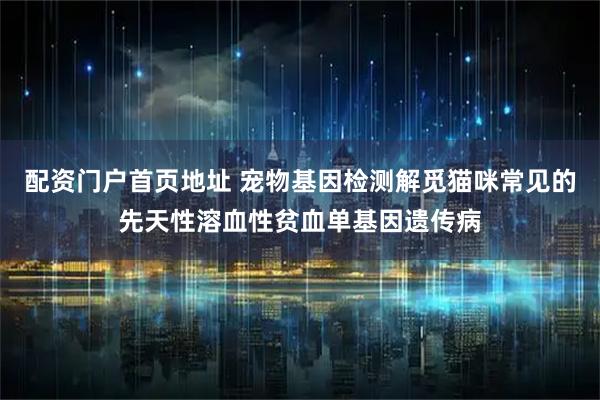 配资门户首页地址 宠物基因检测解觅猫咪常见的先天性溶血性贫血单基因遗传病